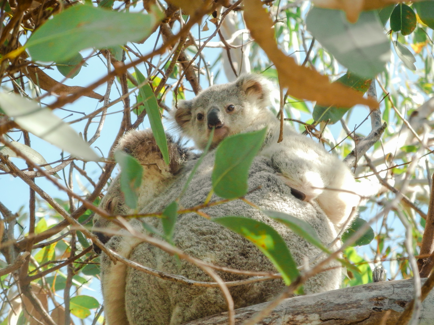 Koalas on Magnetic Island