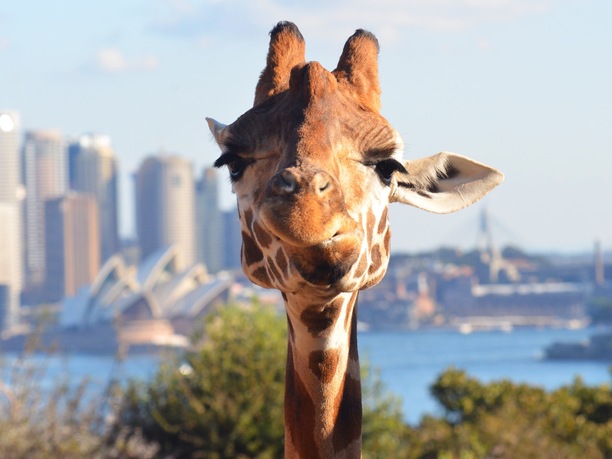 Things to do in Sydney: visit Taronga Zoo