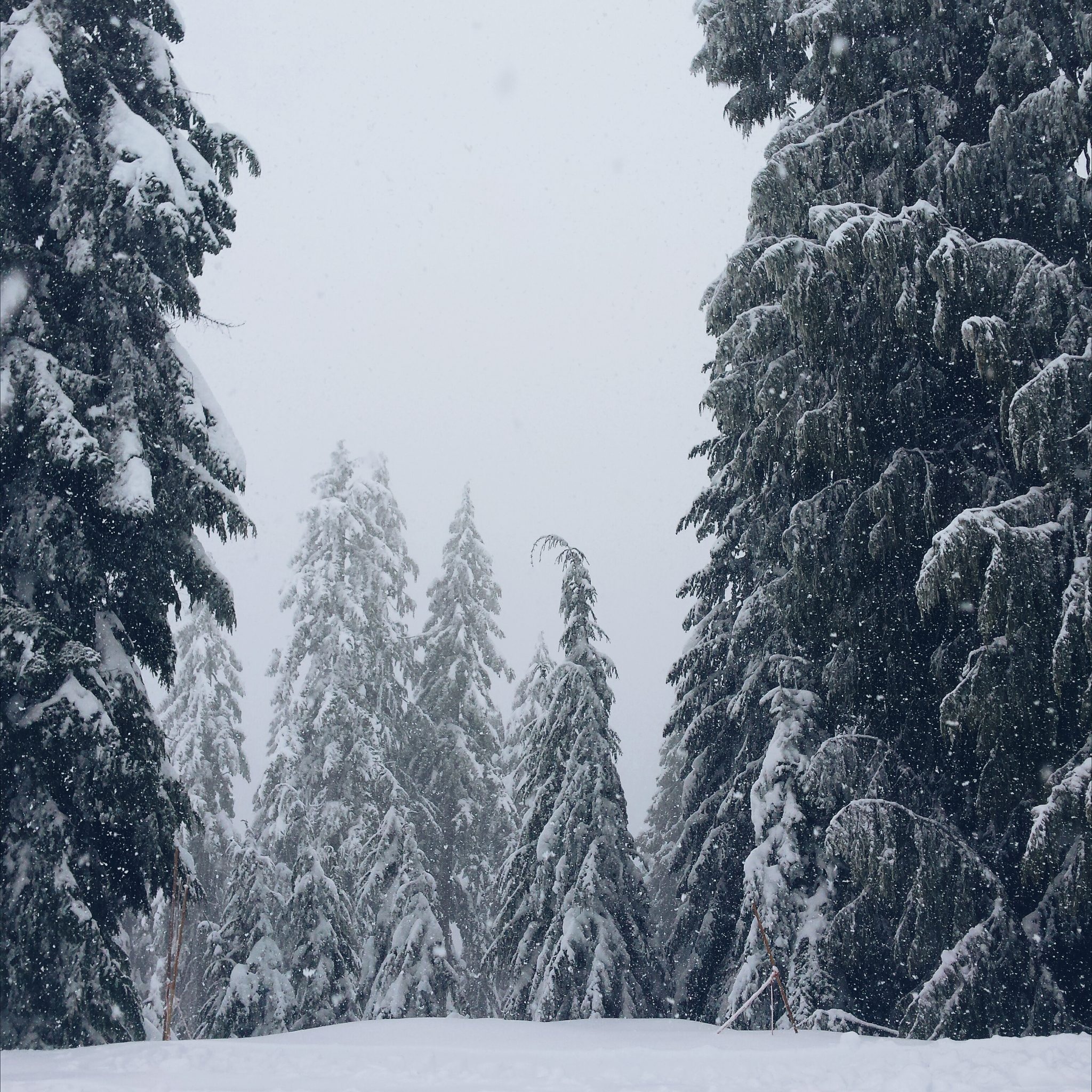 Mount Seymour in Vancouver, Canada